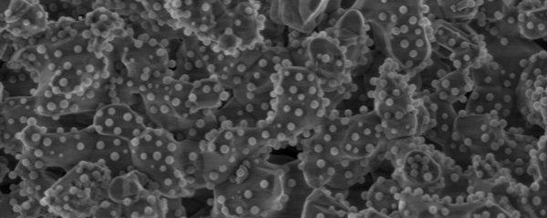Nanoparticles for Cellular Therapeutics in Regenerative Medicine