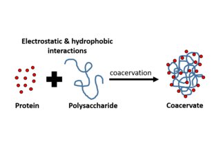 Protein-polysaccharide interactions