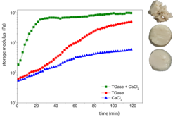 Figure 2. Oleosome gels with calcium chloride, transglutaminase and a combination of the two. The calcium gels are very soft, almost melting; while with TGase exhibit a higher modulus. The combination of both lead to rapid cross-linking and therefore fragile, yet soft gels.