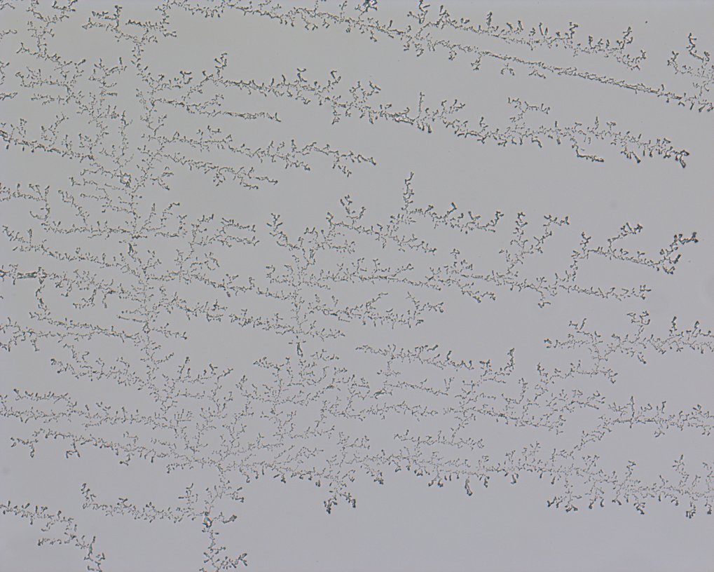 Crystallization of Erythritol