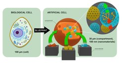 Living cells offer a blueprint for artificial cells. The individual building blocks are designed separately and combined into synthetic comparments to create artificial cells.