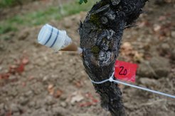 Behandlung mit Lignin-Mikro-Carriern durch Injektion in den Stamm.