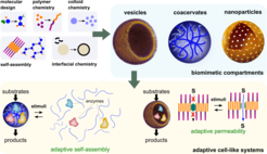Multidisciplinary bottom-up approach in the Silva Group. From molecular design to the construction of hierarchical systems.