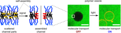 Synthetic molecules integrated into the polymer membranes controls the transport of materials.