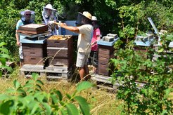Guided group with beekeeper hats, beehives in the foreground