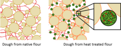 Fig. 3: Schematic of the changes occurring after heat treatment of flour highlighting some of the changes that can occur:- Modification of the starch granule surface leading to changes interactions between granules and between granules and gluten- Crossslinking of proteins leading to a reduced ability to form network