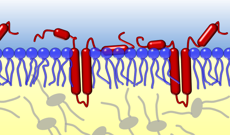 Oil bodies from plant seeds
