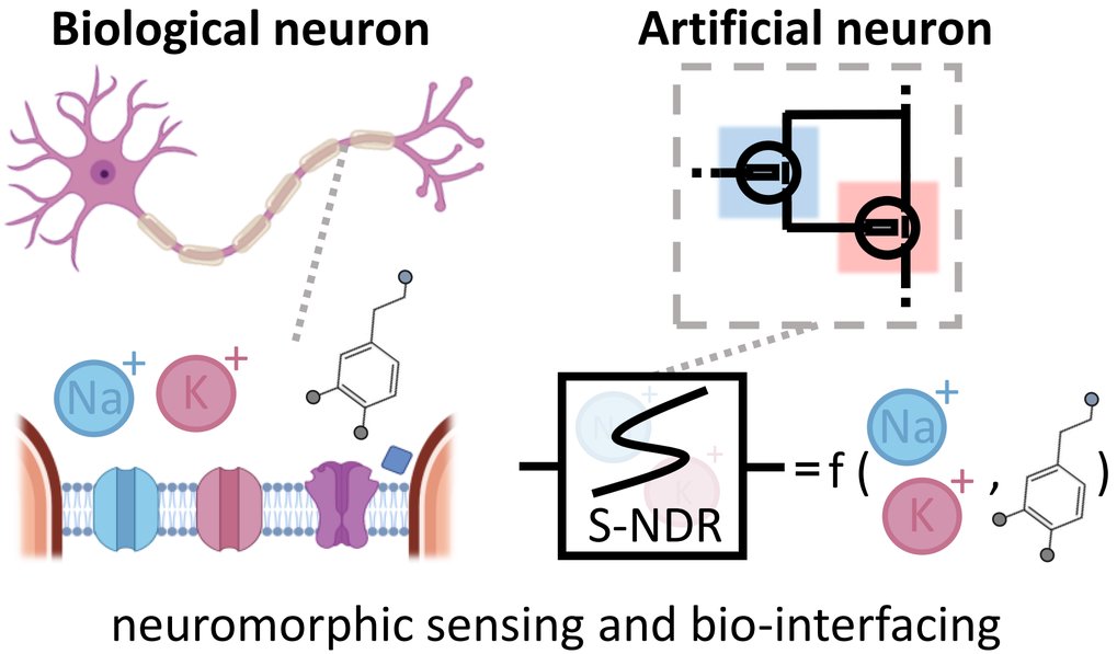 Organic neuromorphic devices