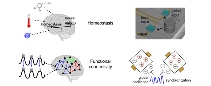 Biophysical realism in neuromorphic electronics