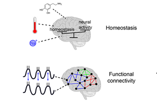 Biophysical realism in neuromorphic electronics